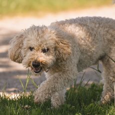 poodle, lawn, dog-7210210.jpg